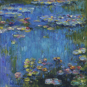 Lotus pond koi